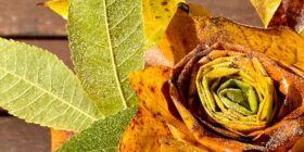 vrtnica-iz-odpadlega-listja-1